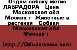 Отдам собаку метис ЛАБРАДОРА › Цена ­ 10 - Московская обл., Москва г. Животные и растения » Собаки   . Московская обл.,Москва г.